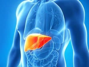 Liver Support Program