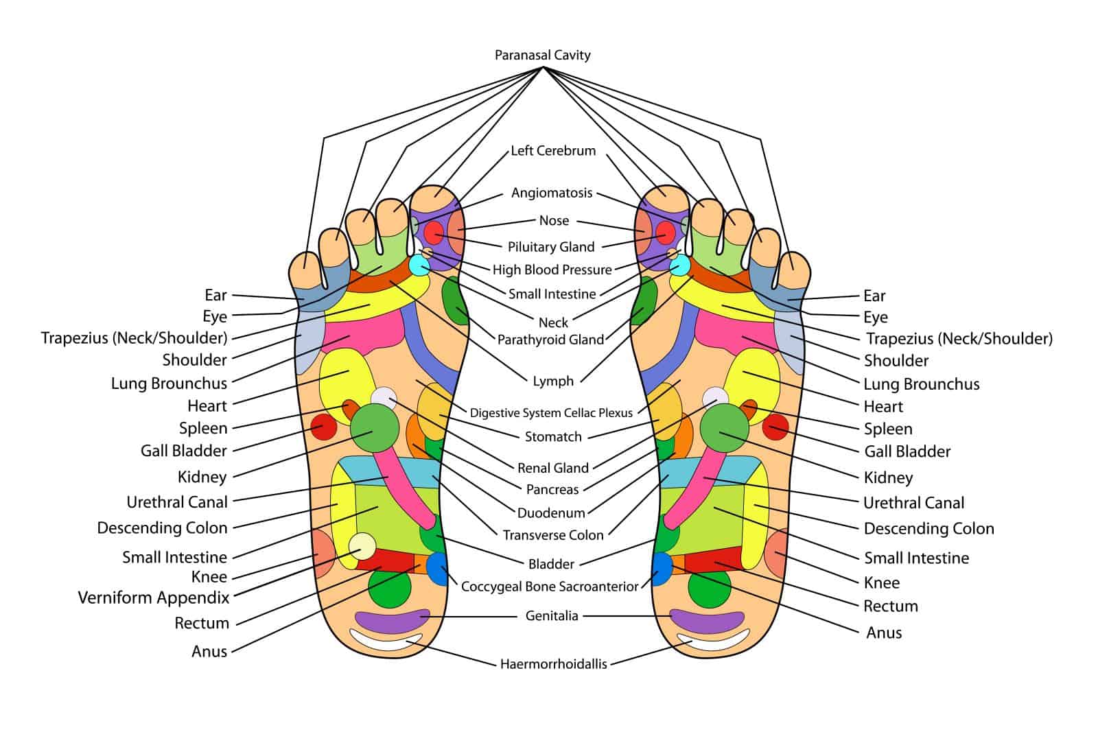 Reflexology: The Key of Your Body Stands Right Under Your Feet