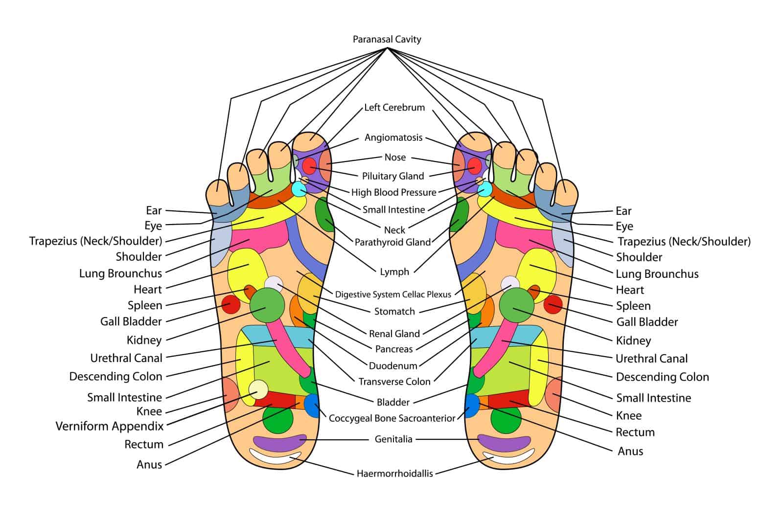 Reflexology The Key of Your Body Stands Under Your Feet