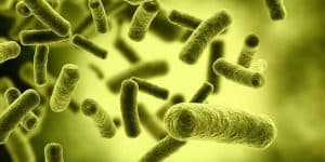 Sağlığı Koruyan Bakteriler