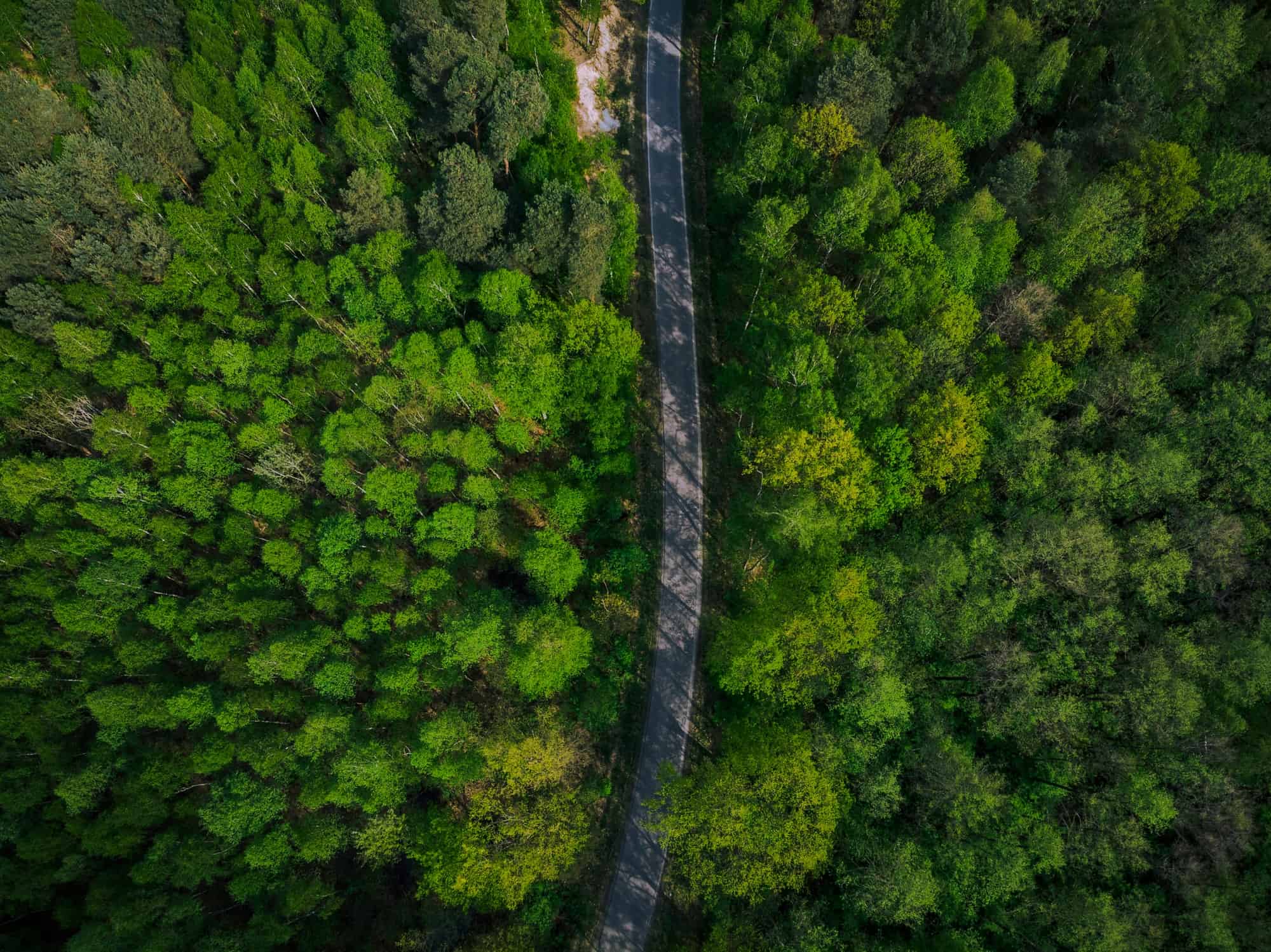 empty road trough spring pine forest aerial